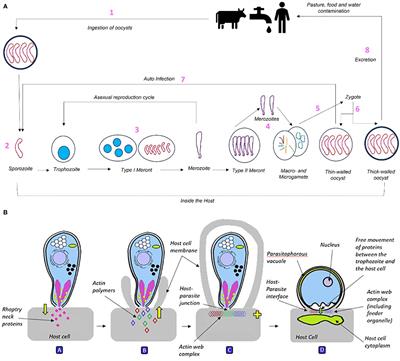 Understanding the Cryptosporidium species and their challenges to animal health and livestock species for informed development of new, specific treatment strategies